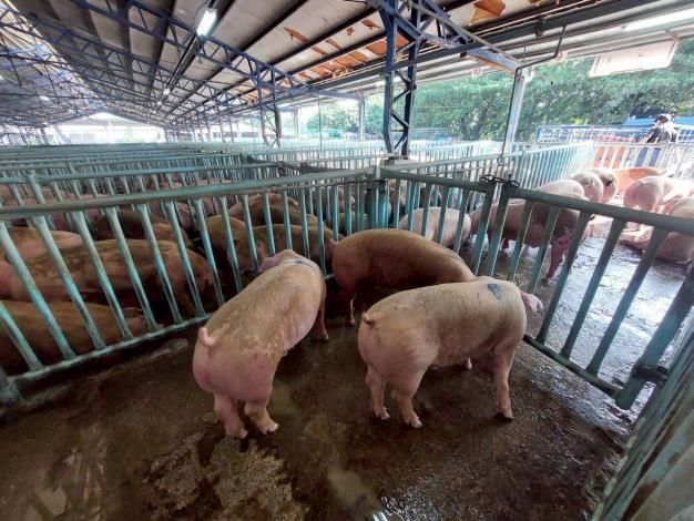 臺南肉品市場全面恢復拍賣！高規格防疫守護市民餐桌安全，農業局協助產業安心復工